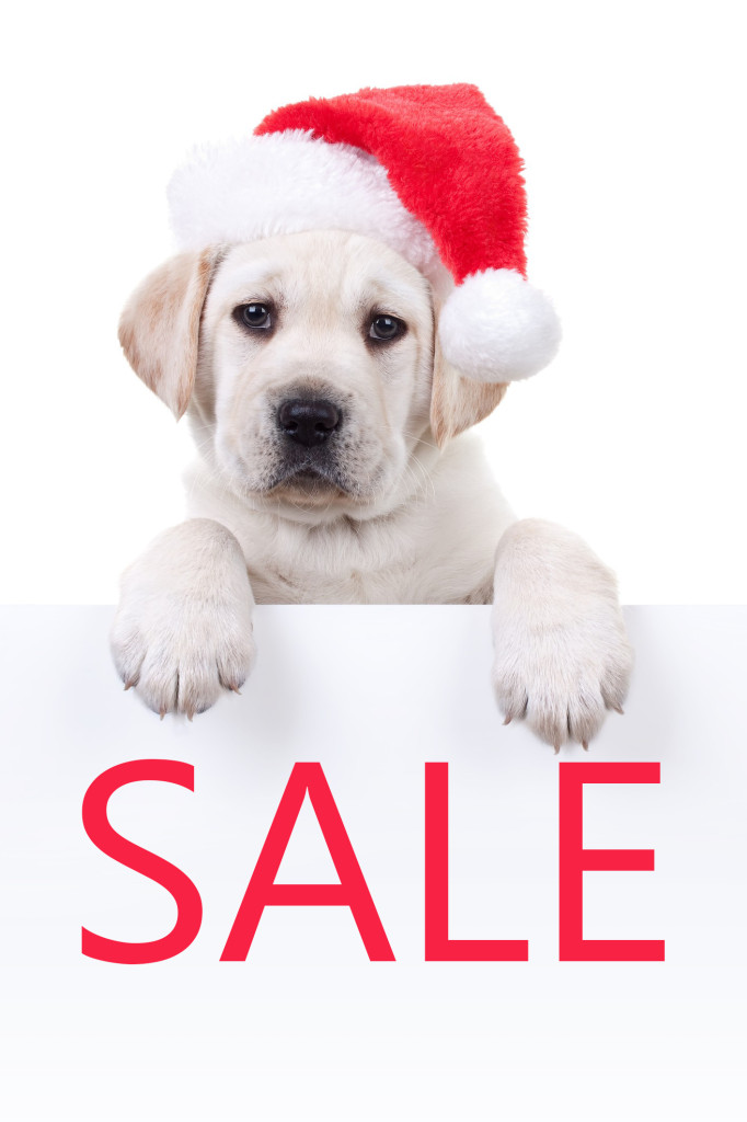 Sublime puppy and SALE sign