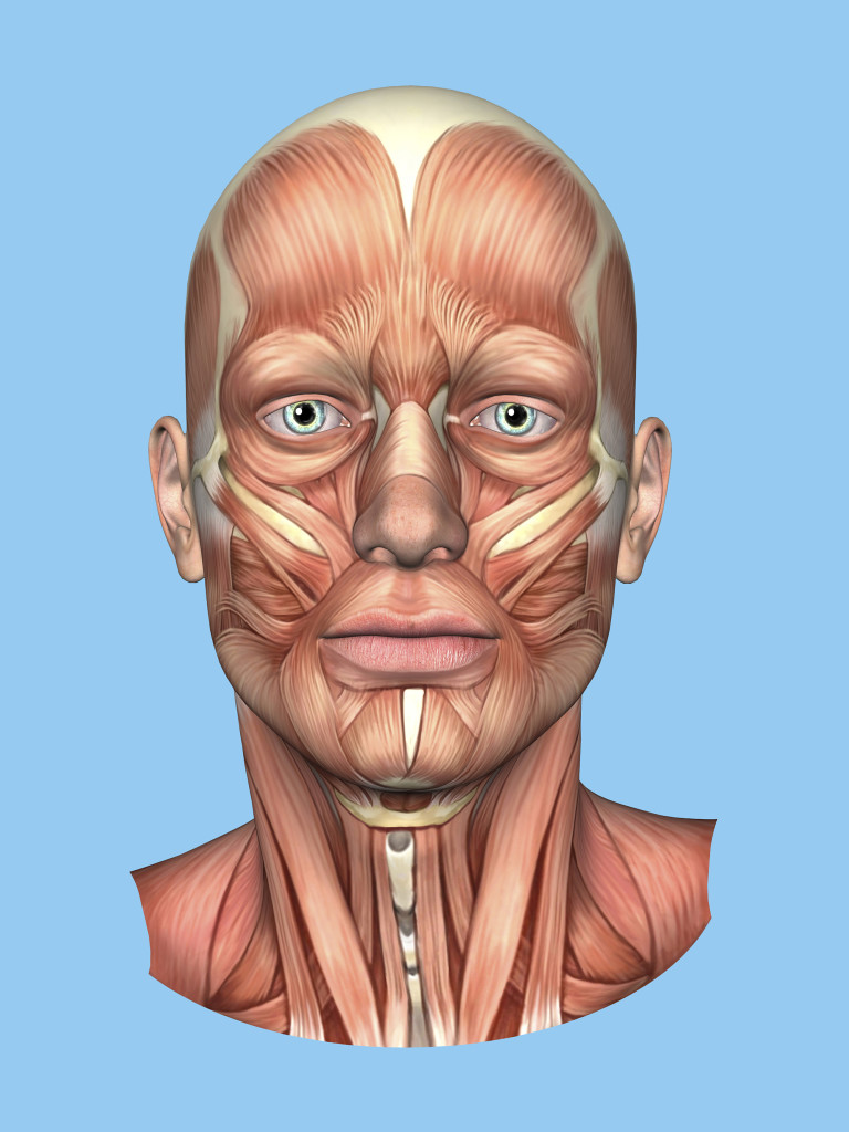 Anatomy front view of major face muscles of a male including occipitofrontalis, procerus, masseter, orbicularis, zygomaticus, buccinator and cranial aponeurosis.
